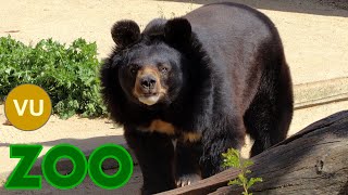 Asian black bear 4K (Ursus thibetanus) oso tibetano, Kragenbär, Ours noir d'Asie,Urso negro asiático