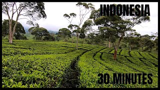 Treadmill Video, 30 minutes Virtual Walking, Tea Plantation, Indonesia