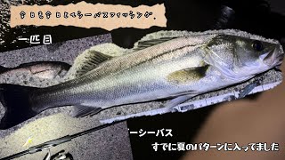 今日も今日とてシーバスフィッシング　いい季節になったかも！　名古屋近郊河川でリバーシーバス　1日目