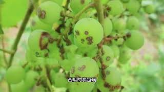 想家里的瓜果蔬菜绣球月季少打农药