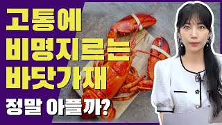 🚫바닷가재 산 채로 삶으면 불법🚫 끓는 물에서 고통 느끼는 랍스터🦞