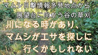 神奈川県・厚木市・愛川町・鳶尾山　マムシ目撃情報多発地点から東にある登山道の谷は雨が降ると川になります。マムシが獲物を探しに行くかもしれないので草刈しました