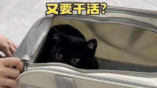 【一只黑糖啵啵🐻】我竟然养了一只《真 招财猫》