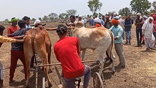 सोहेब पटेल नांदी रॉकेट और माउली महाराष्ट्र वाला बैलजोड़ी स्टार्टिंग पॉइंट वीडियो बैलजोड़ी छूटते हुए