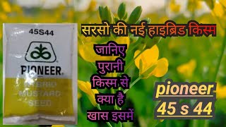 Pioneer 45S44 hybrid mustard seed || पायनियर 45S44 सरसो की नई हाइब्रिड किस्म || new mustard veriety