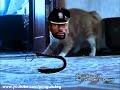 Кот ушел красиво 6 new version thriller cat 6