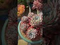 pretty succulent 粉蓝鸟又卖了一棵 succulent