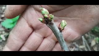 The results of Grafted Trees #Wild walnut #Fruit trees #Vine