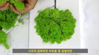 천연제습 스칸디아모스 천연이끼 DIY