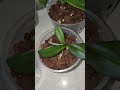 Orchid new growth #miniorchid #flowers #miniatureorchid