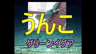 グリーンイグアナのうんこどこでもしちゃうウンチ動画