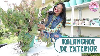 Kalanchoe gigante de exterior KALANCHOE FEDTSCHENKOI │Candy Bu