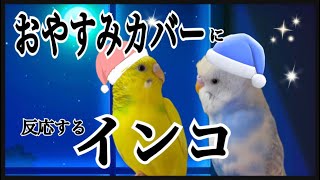 おやすみカバーは魔法のカバー♪反応してケージに入るそらなな／When I look at the good night cover, the parakeet enters the cage.