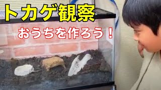 【トカゲ観察】思い出のトカゲにおうちを作ろう！