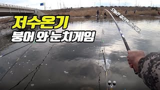 겨울 영종도 붕어 찌올림(바닥) 낚시.이겨울에 마릿수가?  [아쿠아맨] 잡은 붕어로 고양이밥 만들기