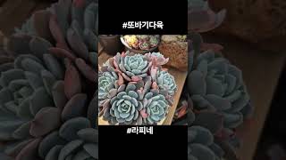 라피네 #입고 #라피네 #succulent #다육식물 #plants #또바기다육 #반려식물 #garden