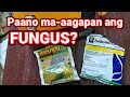 How to apply Fungicide | Fungicide and Insecticides Application | Grapes Fungicide