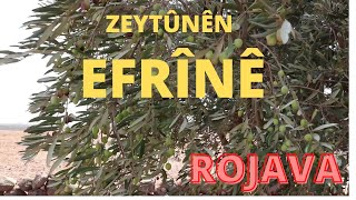 ZEYTÛNÊN EFRÎNÊ ROJAVA