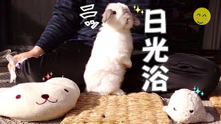 What is the result of the rabbit sunbathing with a stuffed animal? 【No.181】