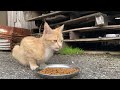 腹ペコな野良猫が美味しそうにカリカリを一所懸命に食べる “i gave karikari food hungry wild cat”