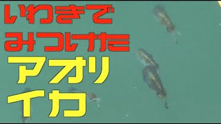 いわきの海のアオリイカ【エギングは成立する？】