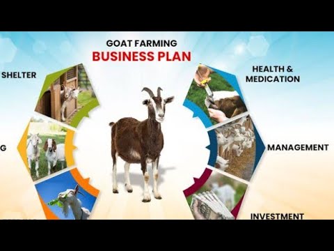 How To Start Goats Farming Business - YouTube