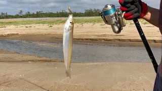 鶏と田舎暮らし⑥　　　　　　　　　　　　　　　　　　　　　　　　　　　　　　　　　　　千里浜でキスを釣って天ぷらづくり。チビ鶏には、小魚をお土産に