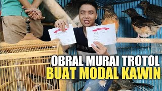 AKSI GILA ! OBRAL MURAI TROTOL TERMURAH SAAT INI, BUAT MODAL KAWIN