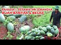 Rahasia Cara Menghasilkan Buah Semangka Besar, Buah Banyak & Untung Berlipat