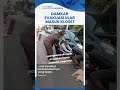 Video Detik- Detik Damkar Evakuasi Ular Piton 'Sowo' yang Masuk ke Kloset & Sempat Sembunyi di Mobil