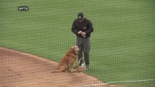 Jake the Diamond Dog delivers water to baseball umpires