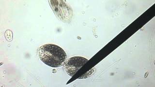 Stichotrich Cell Division