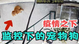 西安疫情爆发，主人被隔离来不及安排好狗狗，看到监控摄像头下的一幕泪目了