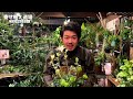 アンティークでかっこいい大人の寄せ植えを作ってみた！【寄せ植え道場】