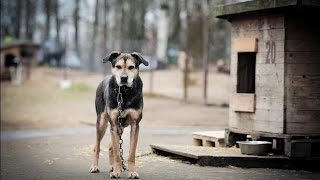 NO CHAINS AND ALL SENIOR DOGS IN WARM DOG HOUSES!