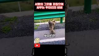 서로를 꼬집으면서 싸우는 비버 #shorts #animals