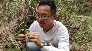 “虎杖”认识吗？农村的小零食也是价值高的中药材，看到别不认识