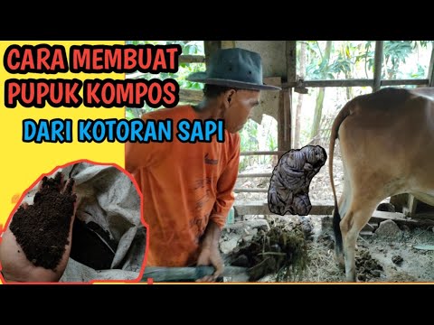 CARA MEMBUAT PUPUK KOMPOS DARI KOTORAN SAPI - YouTube