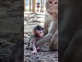 lovely baby monkey and good mom take care