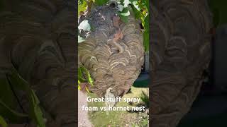 Can spray foam reduce hornets from swarming  #hornet #hornetnest #sprayfoam #yellowjackets #waspnest