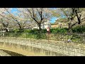 ＜vr180 3d＞2024年の桜 兵庫県宝塚市 大堀川花の道公園【ゴーグル必須・立体視】