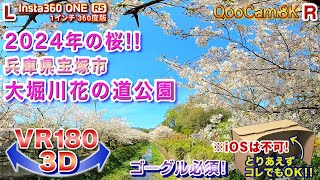 ＜VR180 3D＞2024年の桜!! 兵庫県宝塚市 大堀川花の道公園【ゴーグル必須・立体視】