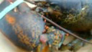 lobster throwing up