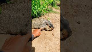 Cute Wild animal bobak marmot or prairie dog 132 #marmot #animal #animals #funnycute #funny #cute