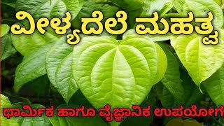 ವೀಳ್ಯದೆಲೆ ಮಹತ್ವ | Importance of betal |  ಧಾರ್ಮಿಕ ಹಾಗೂ ವೈಜ್ಞಾನಿಕ ಉಪಯೋಗ