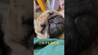 【パグ】※音量注意※いびき。#パグ #pug #shorts #日常 #癒し #犬のいる暮らし