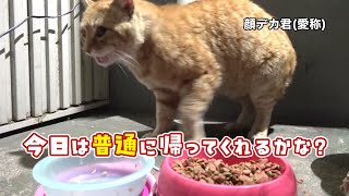 【野良猫】粗相せずに帰ってくれるかな？【保護】#のら猫 #野良猫 #地域猫 #さくら猫