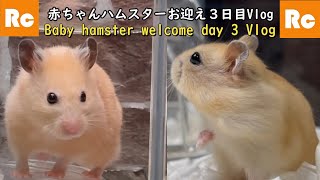 赤ちゃんドワーフハムスターお迎え３日目vlog【プディングハムスター】ゴールデンハムスターキンクマ