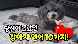 강아지를 키운다면 꼭 알아야 할 강아지 언어, 신호 10가지 1부 【강아지 이상 행동 의미】