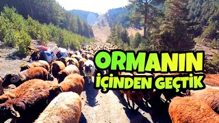 BÜYÜK KOYUN SÜRÜMÜZLE ORMANLIK ALANDAN GEÇİYORUZ(22.gün)